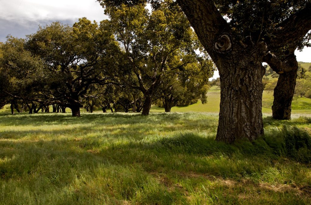 Shooting my first HDSereneScapes® Film – Santa Ynez Valley