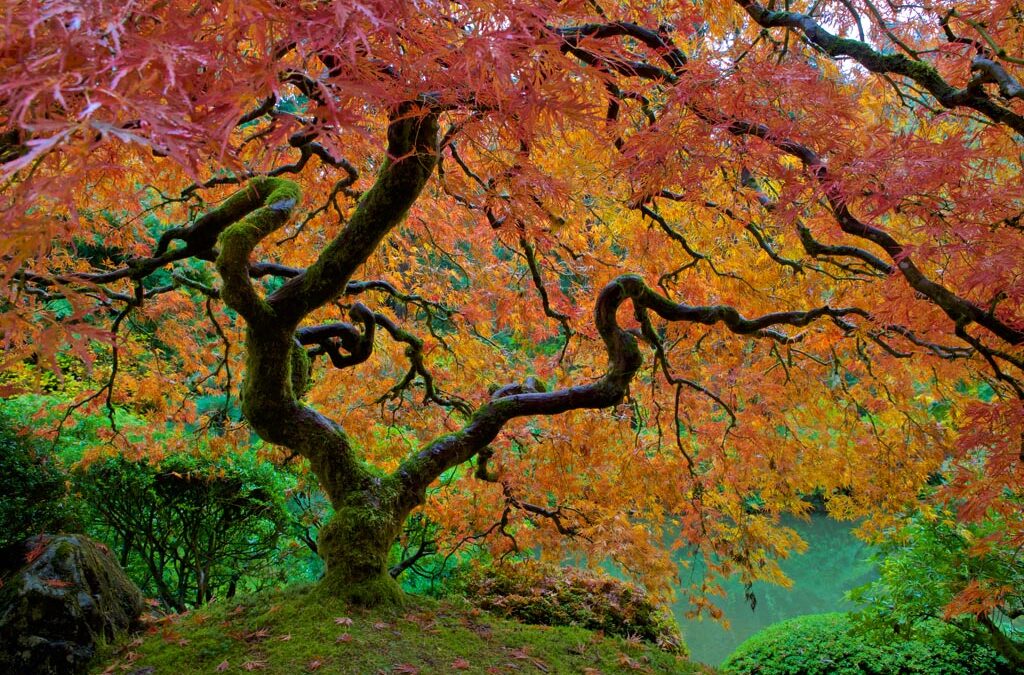 A Zen Experience of the Peaceful “Portland Japanese Garden”