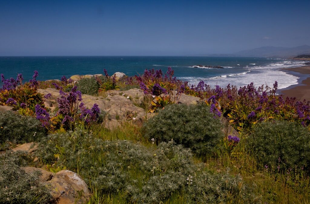 Big Sur Coast: Starting anew, a Spring renewal