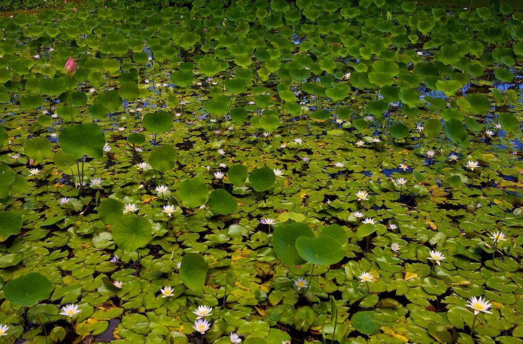 The calming effects of HDSereneScapes® films