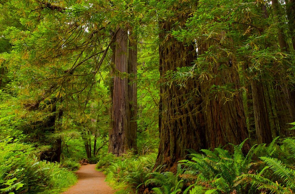The Making of: HDSereneScapes® Redwoods Coast California film 