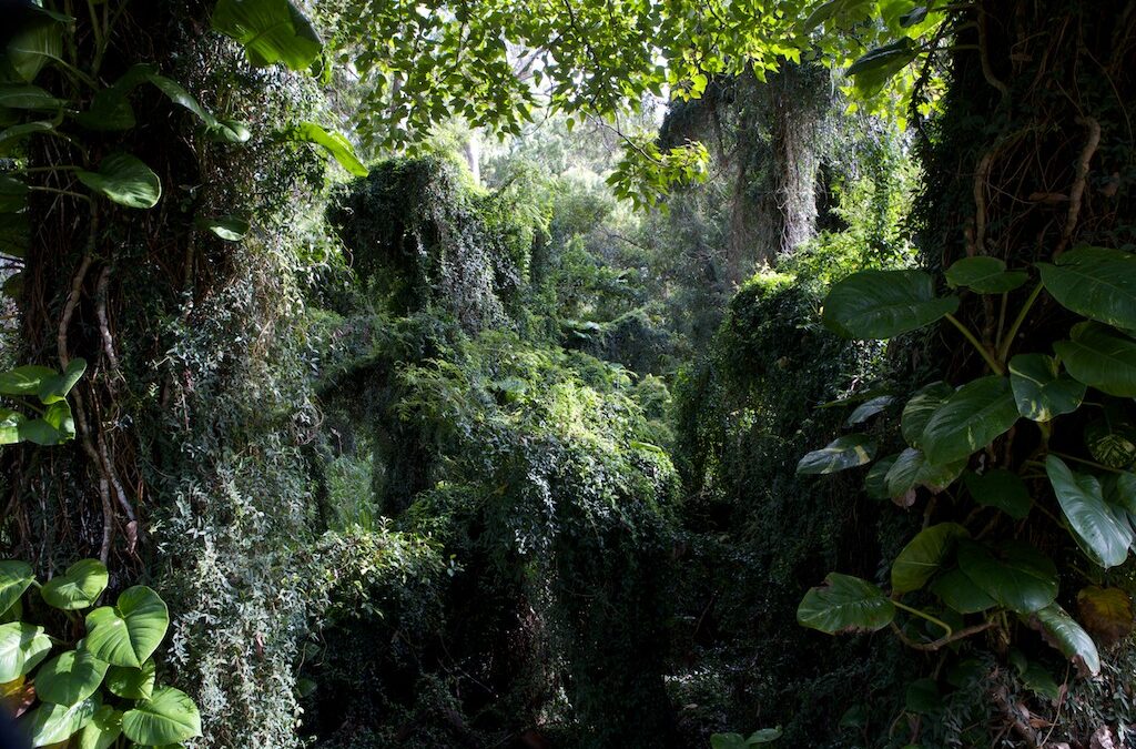 Why Nature Makes Me Grateful