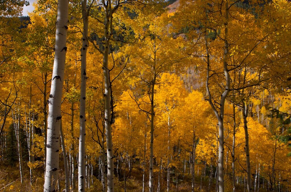 Fall Foliage Photography Tips