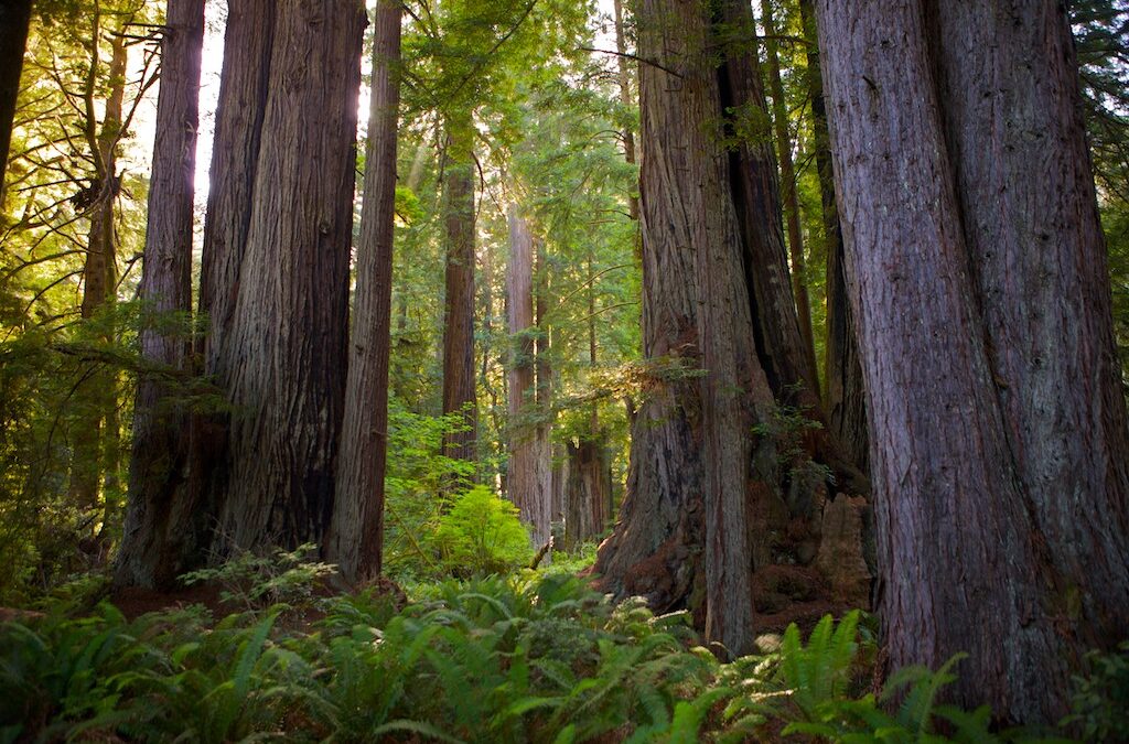 The Value of Walking in Nature