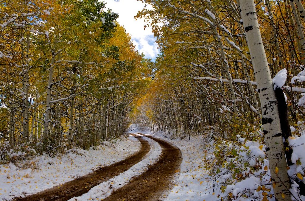 Why HDSereneScapes® films make great holiday gifts