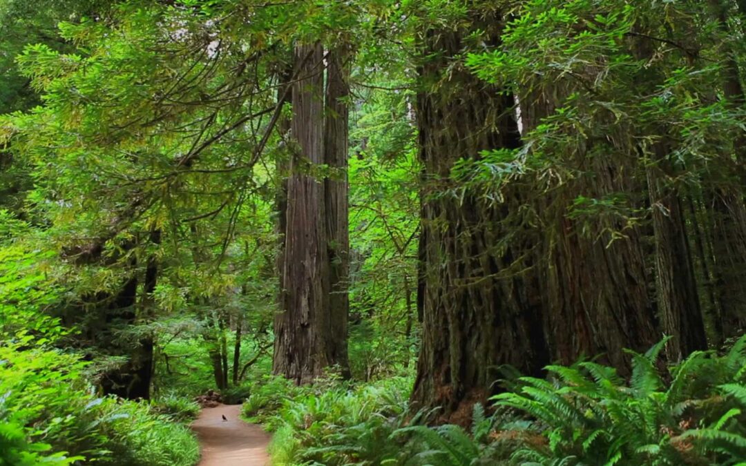 Redwood Coast California
