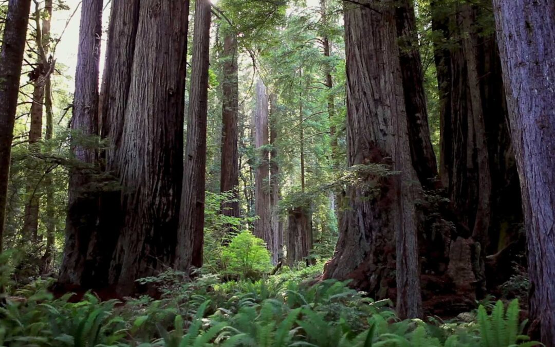 Redwood Coast California With Music