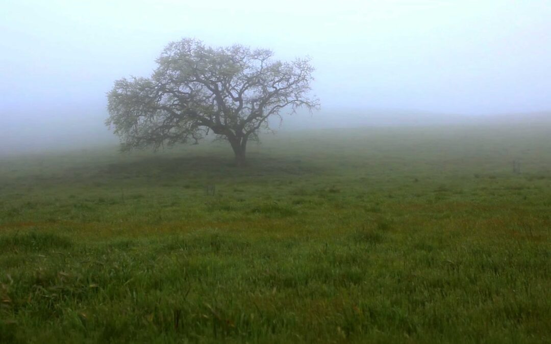 Santa Ynez Valley