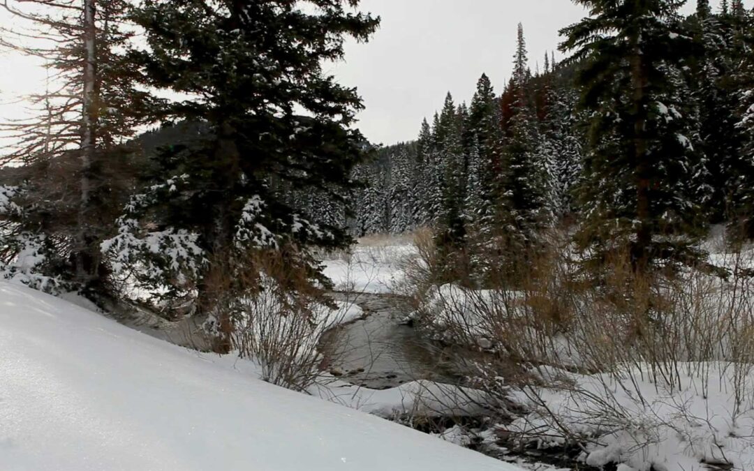 Winter Snow